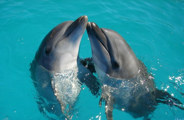 Quels sont les meilleurs spots pour observer les dauphins en Floride, USA?